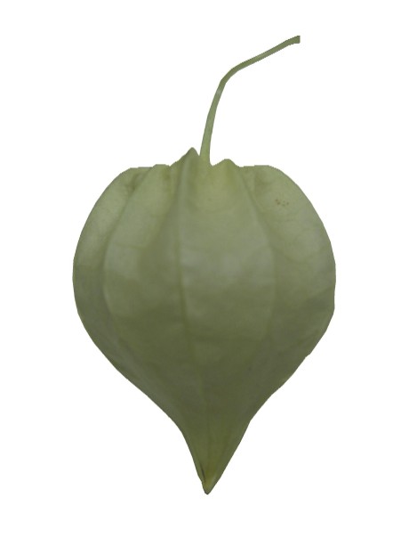 �ۤ��������ߥ�ȥ��꡼��