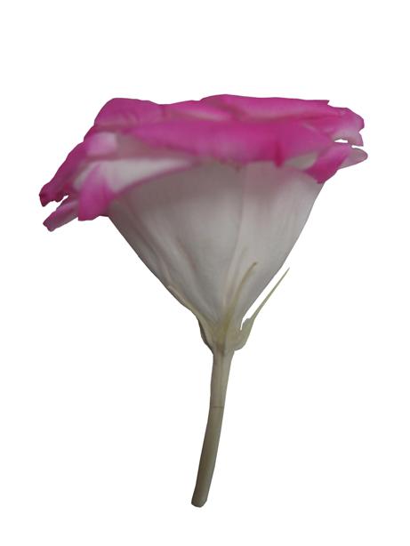 �ȥ륳�����祦����