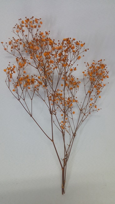 カスミソウ（オレンジ） | プリザーブドフラワーの花材・キット・資材